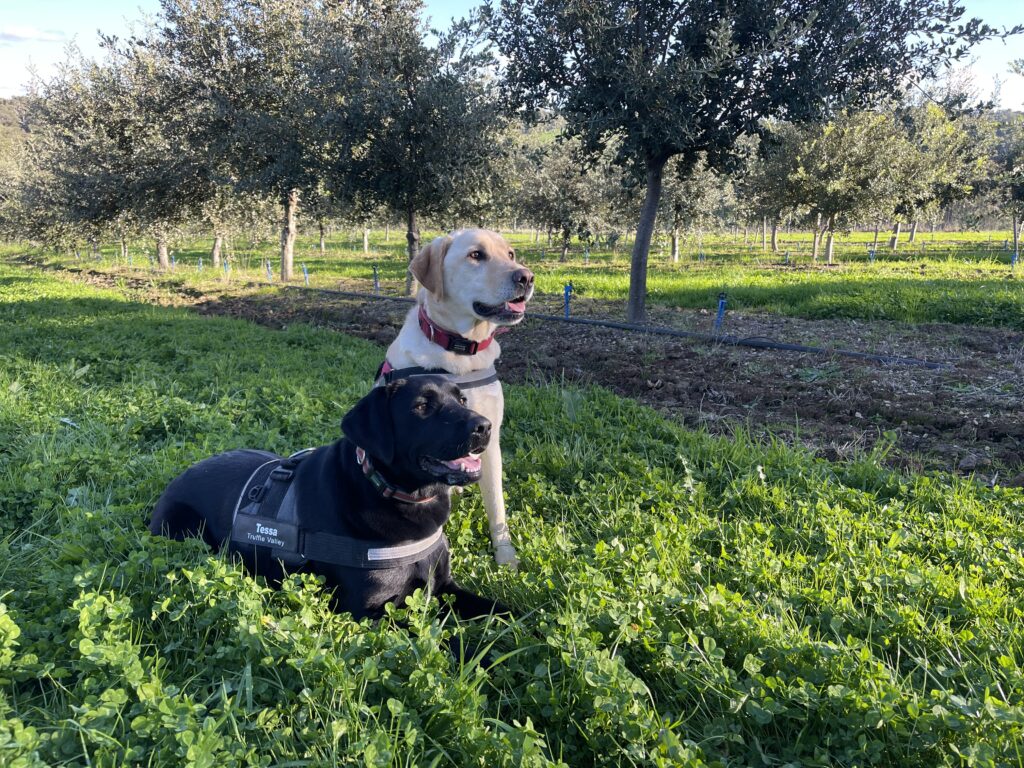 2 truffle dogs in truffle orchard. They are looking very attentive.