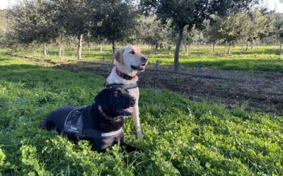 Truffle Season is almost here  –  Let the hunt begin!