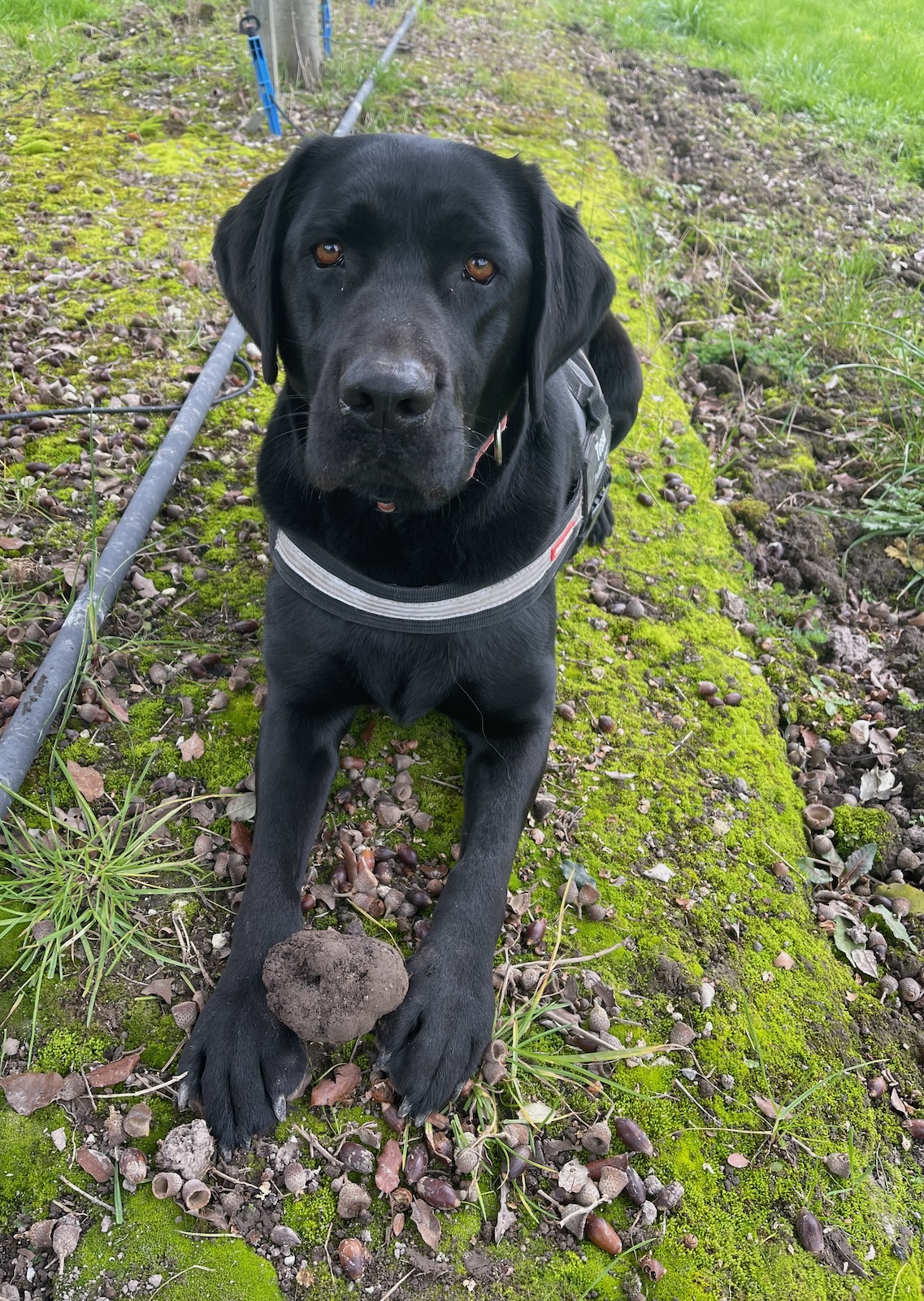 Black lab close up