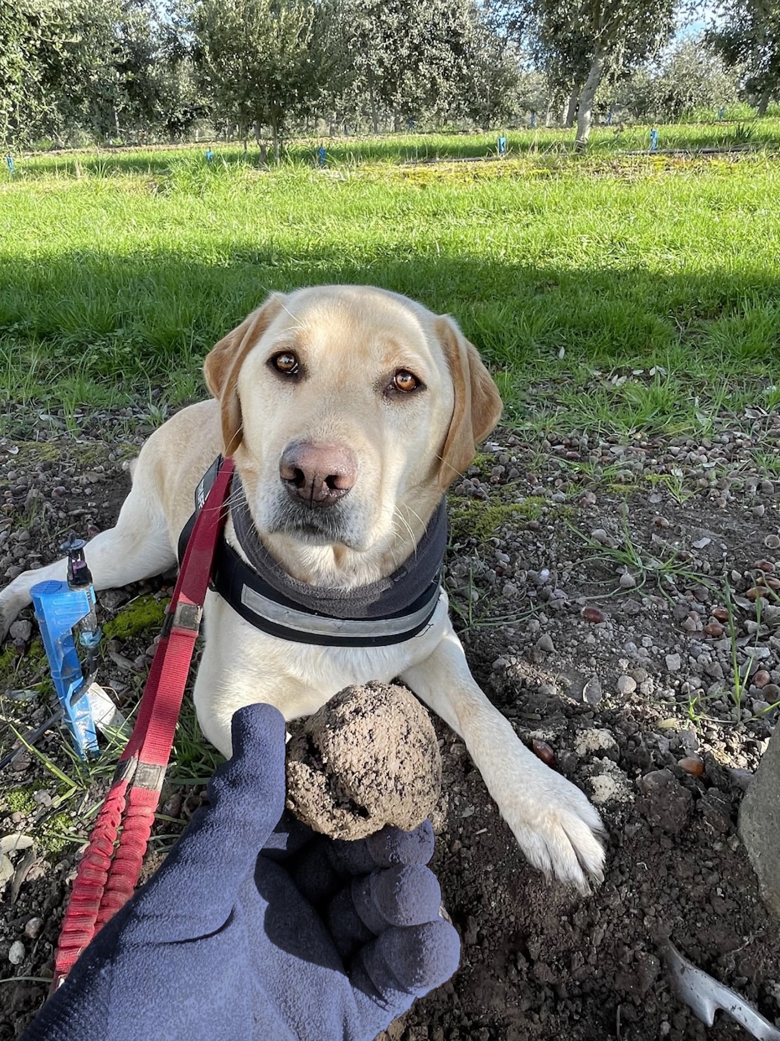 Proud Truffle hunter Blonde Labrador with truffle in foreground.
