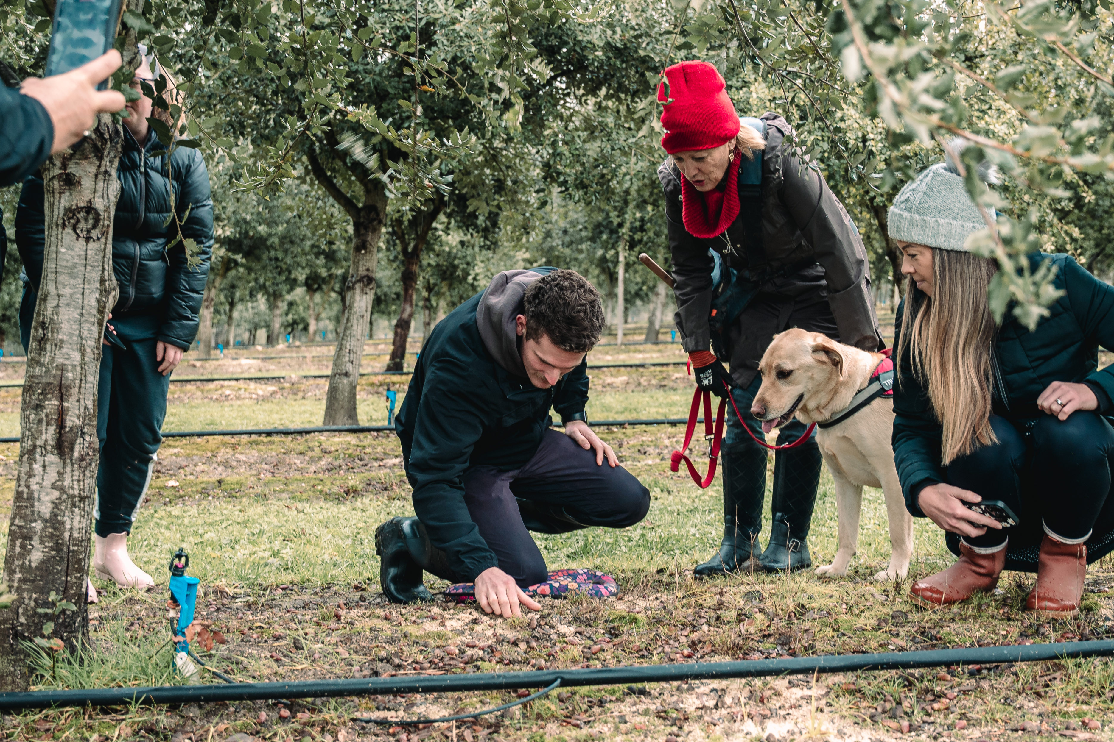 Truffle hunters harvesting a truffle 