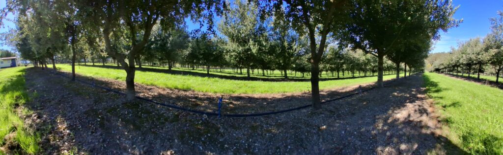 Pan shot of the truffle orchard