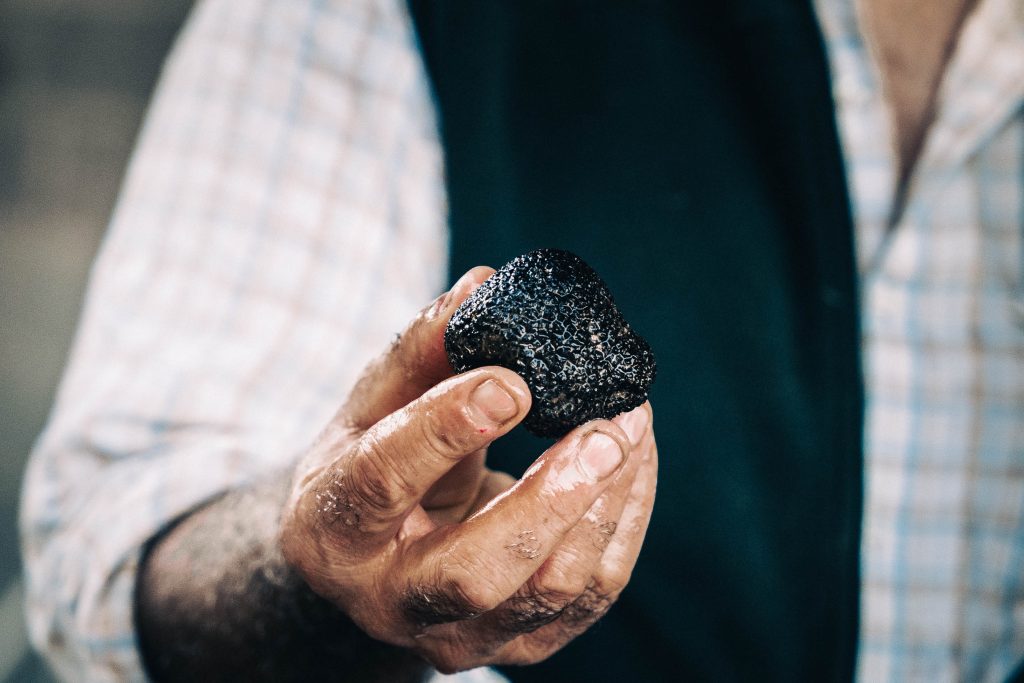 Dom co owner holding freshly harvested black truffle